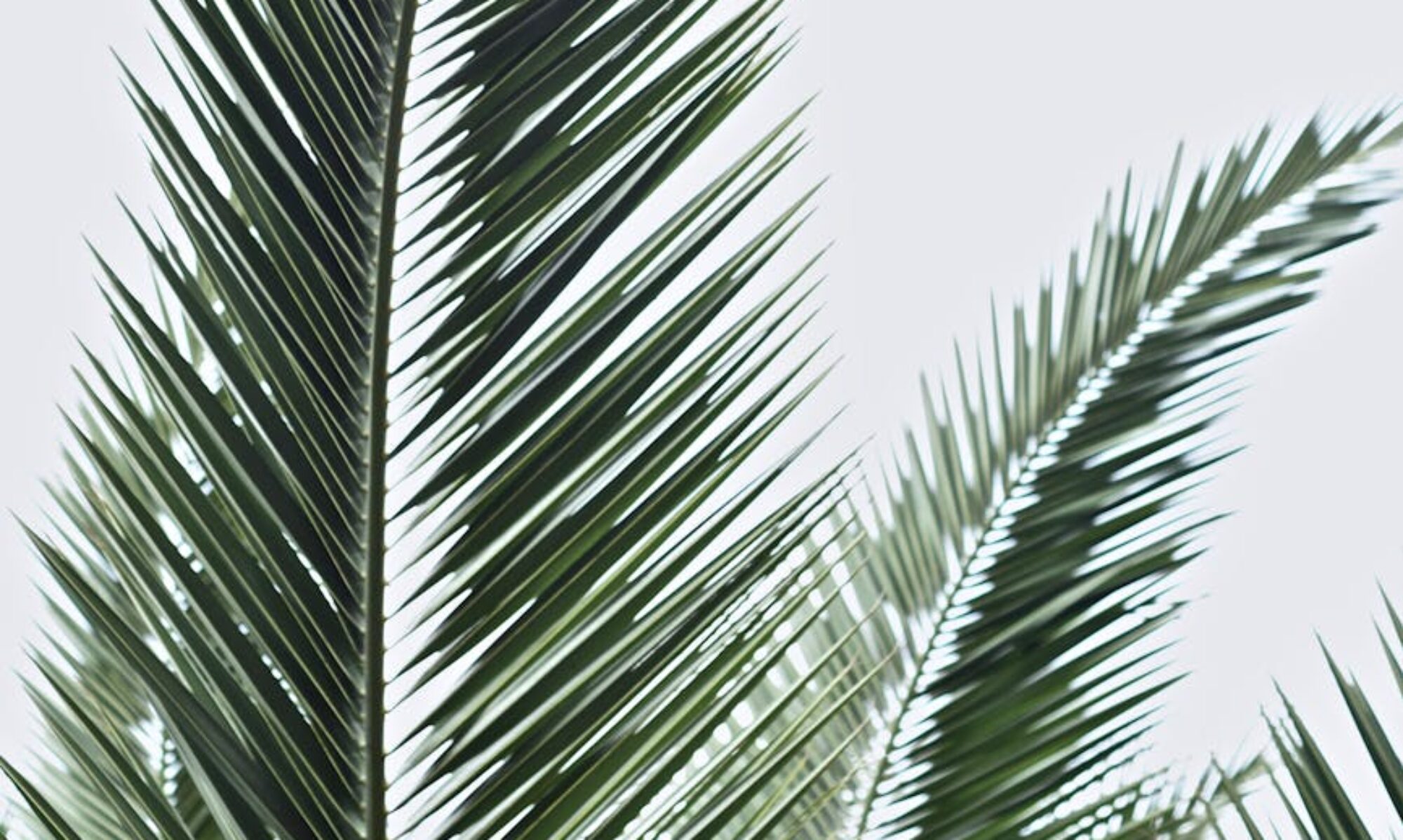 palm fronds